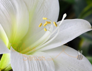 131 Easter Lily.jpg