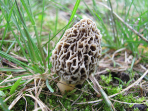 Morel Mushroom Identification