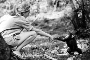 Jane con un pequeño chimpancé. Fuente