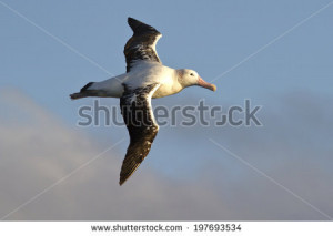 wandering albatross on a background of blue sky with clouds - stock ...
