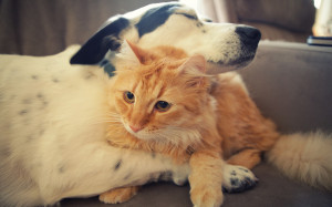 Cat dog hug Wallpapers Pictures Photos Images