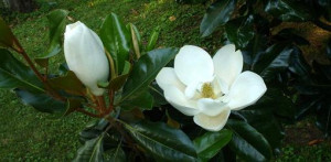 How to Grow Magnolia Trees from Seed | Today's Homeowner