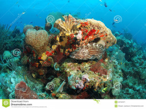 Funny Quotes Contact Us DMCA Notice