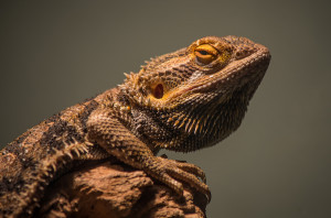 Bearded Dragons Funny Quotes