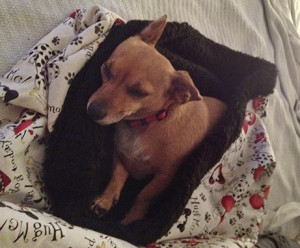 Cute puppy pocket snuggly comfy bed!