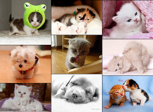 Check out more Cute Animals Pictures on CutestPaw.com