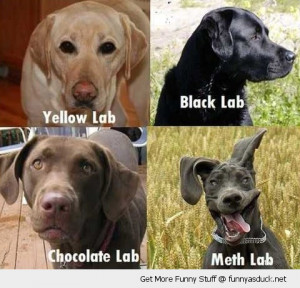 ... With Captions: “Yellow Lab, Black Lab, Chocolate Lab, Meth Lab