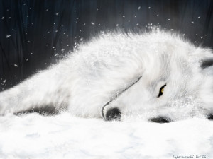 Wolves white wolf