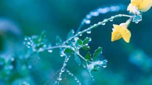 唯美花卉植物（二） 安卓平板高清壁纸推荐