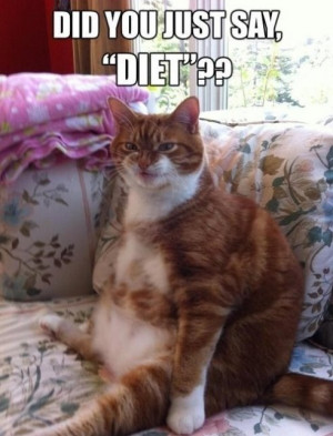 Funny Picture 2014 Fat cat