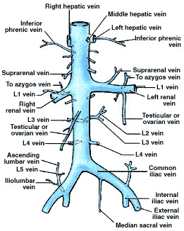 left renal vein