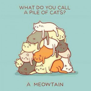 What do you call a pile of cats