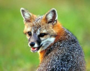 Pet Sayings: Crazy like a fox