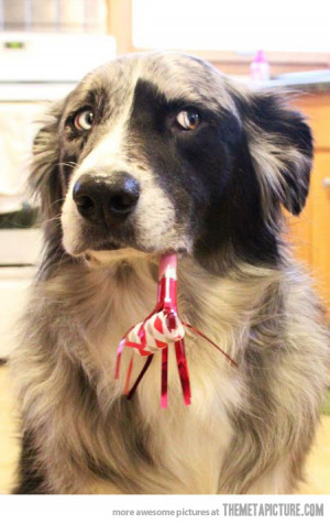 Funny photos funny skeptical dog birthday