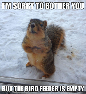 ... Squirrel: I’m sorry to bother you but the bird feeder is empty