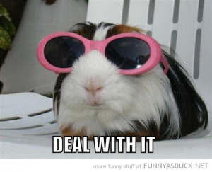 Guinea Pig Funny Quotes