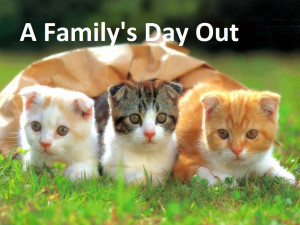 Funny Kitten Quotes Wallpaper Funny kitten q.