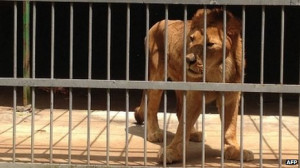 Ethiopian lion kills keeper at Addis Ababa zoo