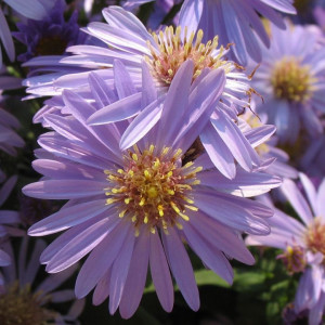 New England Asters (opens Flowerpower Slideshows)