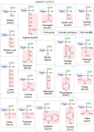 Amino Acid Residues Plete...