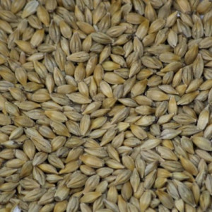 Barley Grain 5kg - Organic