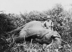 299001-theodore-roosevelt-holding-a-gun-next-to-a-dead-elephant-most ...