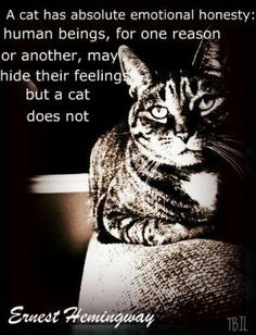 Ernest Hemingway quote about cats and humans More