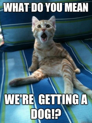 ... : Funny Animals // Tags: Funny cat - What do you mean // April, 2013