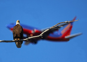 South West Airlines Stock