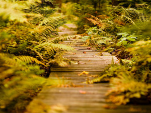 Home - Wallpapers / Photographs - Other - Wood path