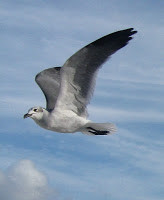 Jonathan Livingston Seagull - Summary and Quotes