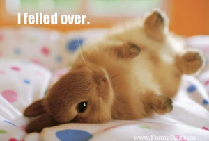 Funny Cute Rabbits – Funny Cute Rabbit Picture 130 (FunnyPica.com)