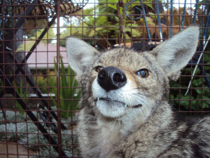 Coyote Trapping & Removal in Orange County!