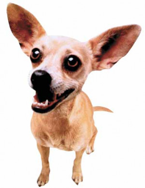 Crazy Chihuahua Pictures, Images & Photos