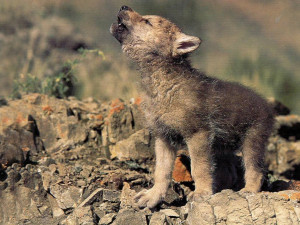 Animal Cubs Wolf cub howling