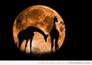 Funny Memes Giraffes at Full Moon