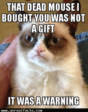 ... grumpy cat quotesfunny cats top 49 most funniest grumpy cat quotes