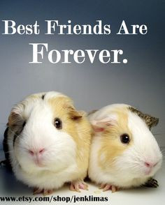 GUINEA PIG Best Friends Magnet Set - 4PC Emerson Quote, Guinea Pigs ...