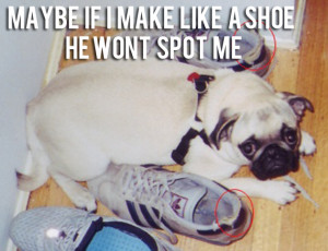 Funny Pug Pictures (18)