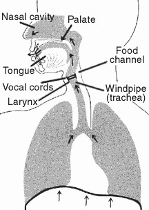How Is Vocal Cord Paralysis Treated?