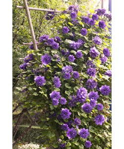 Longest Flowering Puffy Flowered Clematis 4 pc.