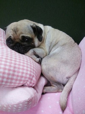 ... Cuddling Pugs, Pugs Pugs, Snug Pugs, Pugs Life, Sleepy Pugs, Baby Pugs