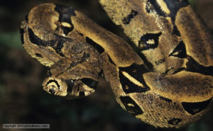 Boa constrictor suspended from a tree
