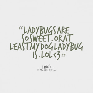 Quotes Picture: ladybugs are so sweet or at least my dog ladybug is ...