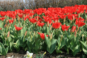 ... is the school of doubt in which man learns faith in man.” -Pico Iyer