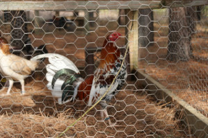 Re: Frank Harvey Lowman Whitehackles