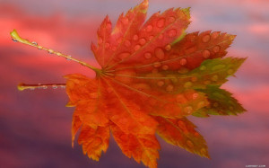 autumn wallpaper nature wallpapers