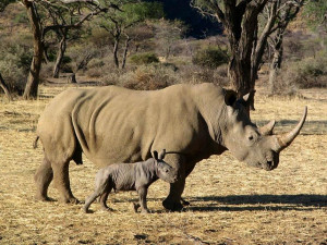 Funny Animals Pictures with Funny Sayings in Hindi Saying Funny Things ...