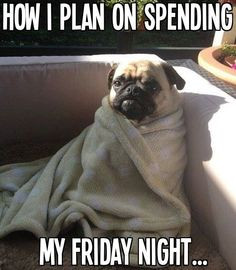 ... Nights funny cute animals winter adorable dog friday pug friday quotes