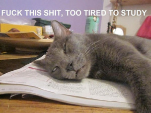 Funny Tired Cat New Images/Pictures 2013